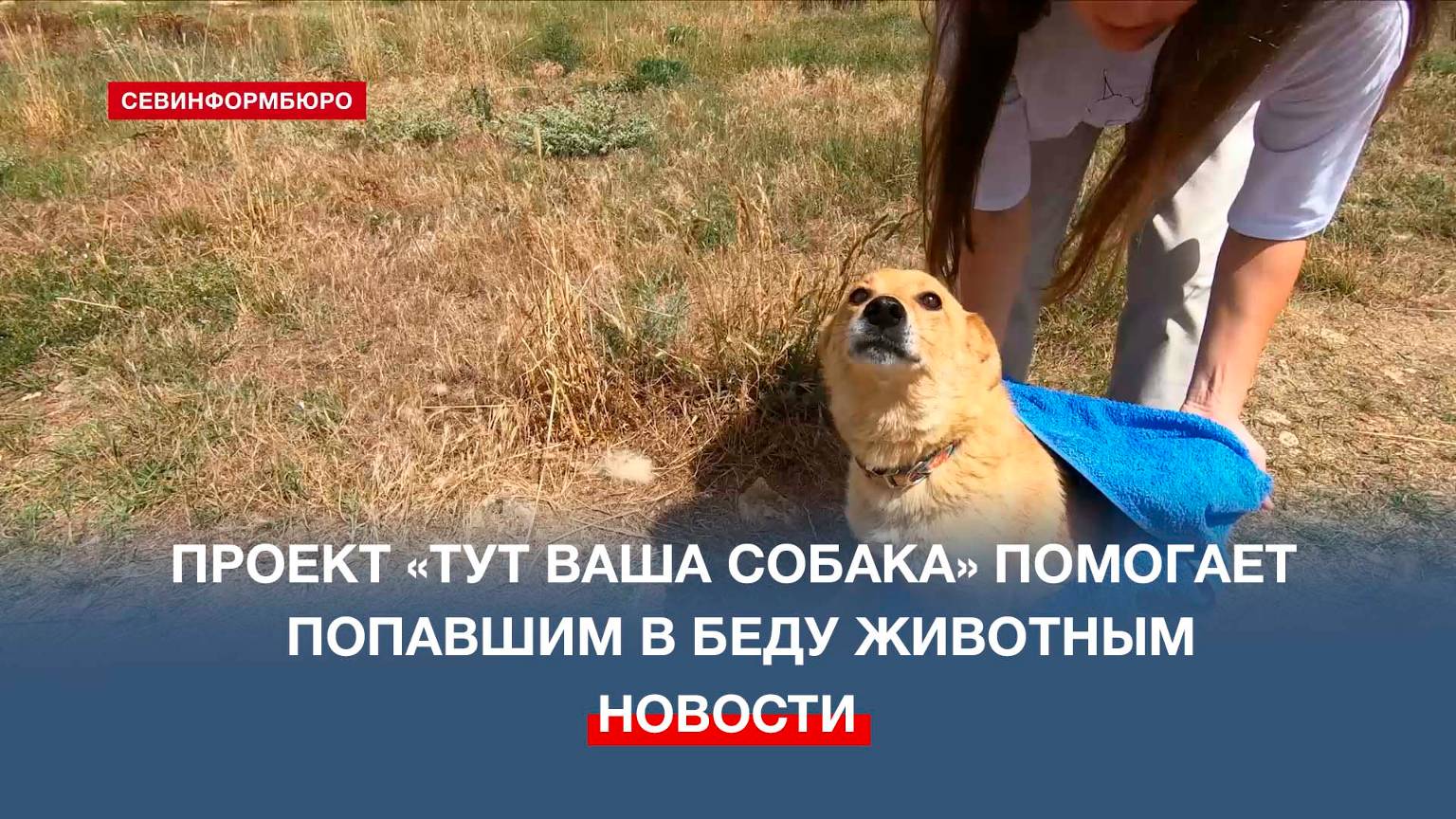 С верой в чудо: севастопольские зоозащитники ставят на ноги собаку-спинальника