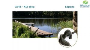 История применения медицинских пиявок