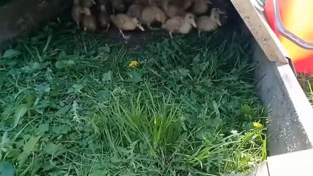 Вес бройлеров и мулардов