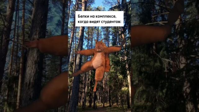 Обычный день белки на комплексе