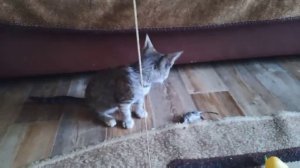 Котёнок