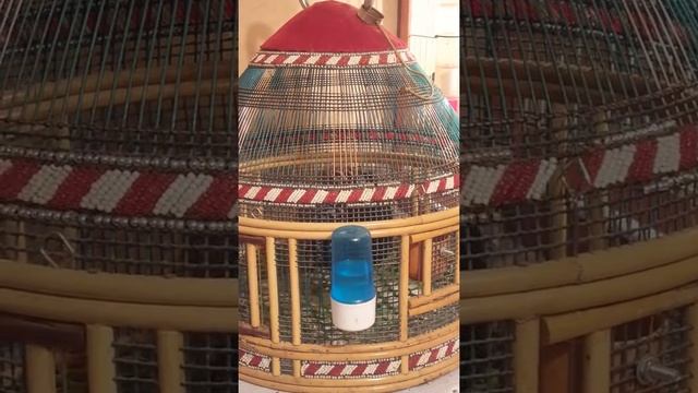 teetar voice - Birds of Pakistan - Compilation of my bird videos with calls