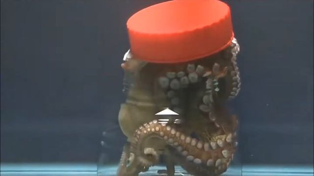 Aquatic Adventures - Octopus (Greece)