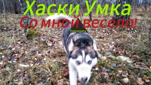 Смешная хаски Умка