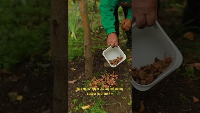 Никогда не выбрасывайте скорлупу грецких орехов! Применяйте с пользой для растений и своего здоровья