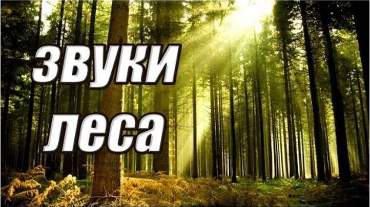 Звуки природы. Звуки леса. Медитация