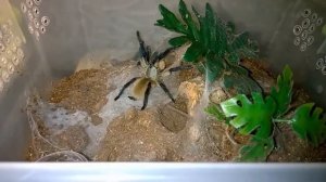 M. balfouri Displaying Defensive Behavior