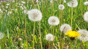 Одуванчики