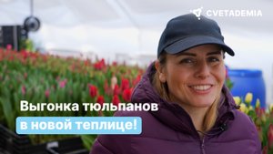 Выгонка тюльпанов в новой теплице | Применили все знания на практике
