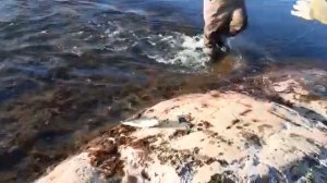 Рыбалка на трофейного хариуса на Полярном Урале в Воркуте тел.89129514111