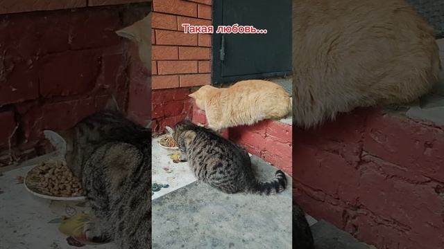 Такая любовь...Мамуся и бездомыш Рыжик.