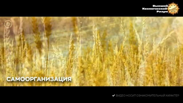 #БлагоВест ✴ Самоорганизация