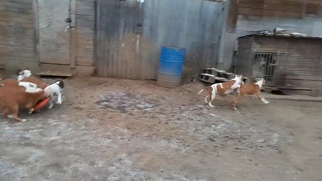 Щенки амстаффа в Стайл Смайл смотреть онлайн