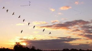 "Отговорила роща золотая". Музыка Г.Пономаренко, слова С.Есенина