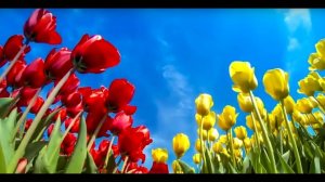 Пан - Тюльпан -  весёлая весенняя песенка! (для детей и не только :) / Children music clip