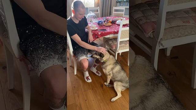 Собачий чил смотреть онлайн