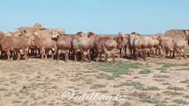 Апробация | Эдильбаевские