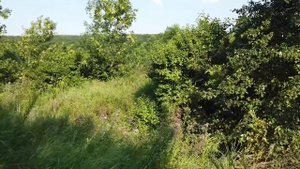 Дорога к черепашьему озеру в Щепкинском лесу #щепкинскийлес #путешествия