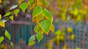 ЗОЛОТОЙ ОКТЯБРЬ 2024