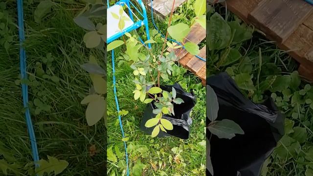 Гжелка будет подружкой Лакомке.