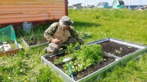 13.06.22 Первый урожай 2022г