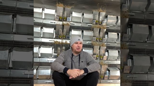 КОНКУРЕНЦИЯ В ШИНШИЛЛОВОДСТВЕ | ШИНШИЛЛОВАЯ ФЕРМА | ФЕРМА ШИНШИЛЛ смотреть онлайн