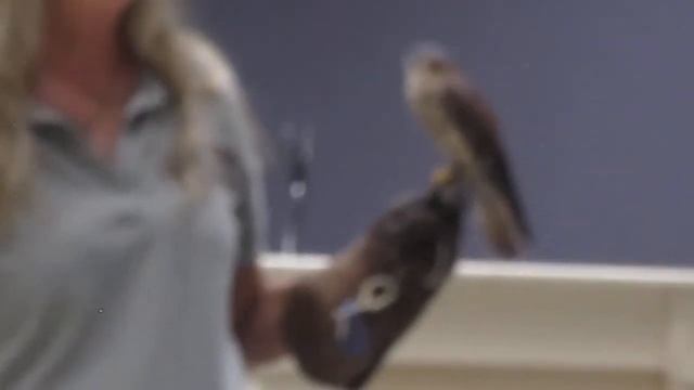 15 Sep 2022 Rehabilitating Birds of Prey by the Avian Reconditioning Center смотреть онлайн