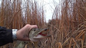 Выезд на природу. Щука вновь порадовала