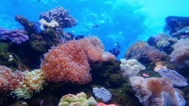 MEDITAÇÃO GUIADA PARA AUTOCONHECIMENTO💫🌟 смотреть онлайн