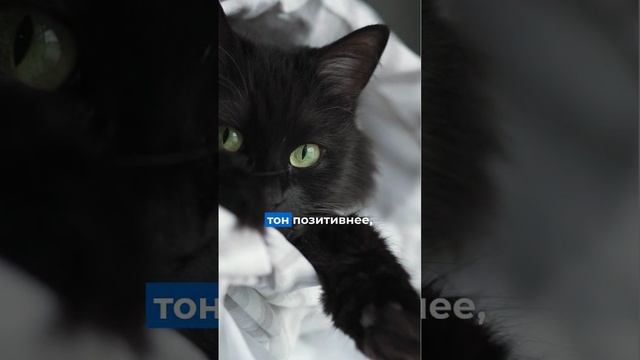 Если человек будет мяукать кошке, поймет ли она его?