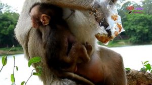 Adorable Lola cry nervous angry mom Leyla not share mango for her|Pity Lola cry cuz hungry much