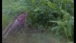 Florida Panther hunting/with prey.