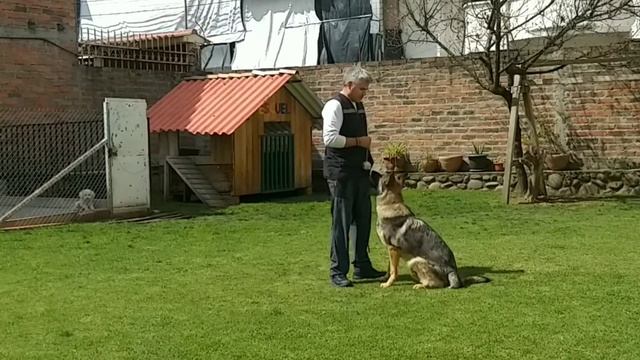 KAIZEN - Obediencia IGP - FUSS, PACK - AUSS, Parte 3 смотреть онлайн