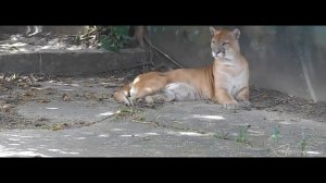 Wild Cat . The Cougar an animal of prey.(Guyana)