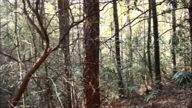 Game Camera Retrieval - Bigfoot Research смотреть онлайн