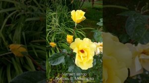 аудиокнига "Васильки".mp4