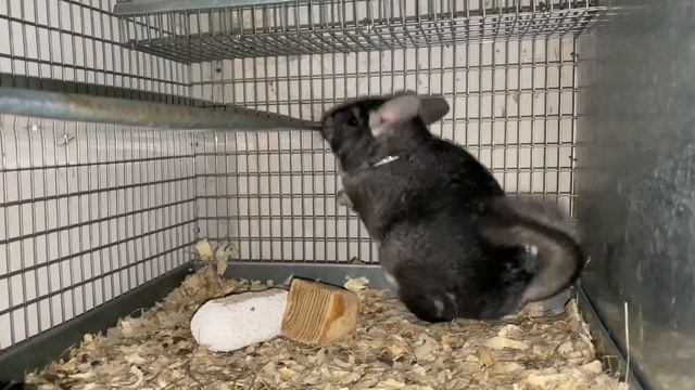 САМЕЦ НЕ ПОКРЫВАЕТ САМОК, ЧТО ДЕЛАТЬ? | ШИНШИЛЛОВАЯ ФЕРМА | ФЕРМА смотреть онлайн