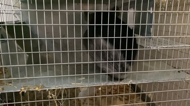 ФОРМИРУЮ СЕМЬИ ДЛЯ ПОКУПАТЕЛЯ || ШИНШИЛЛА МЕХОВОЙ СТАНДАРТ ПЛЕМЕННАЯ || ФЕРМА ШИНШИЛЛ В РОССИИ смотреть онлайн