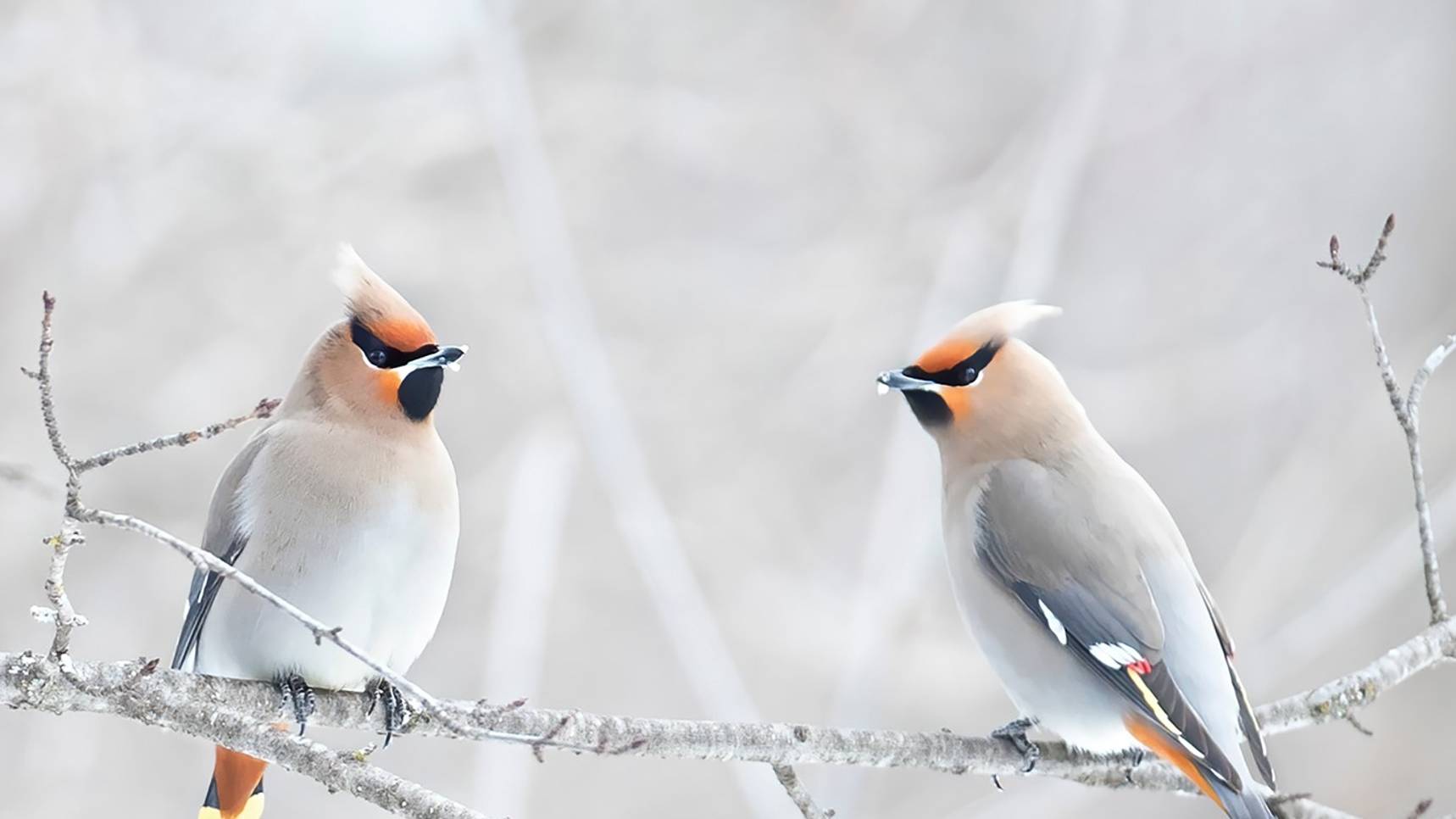 4 день развития