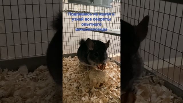 ШИНШИЛЛОВАЯ ФЕРМА смотреть онлайн