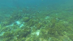 Домашний риф Plantation Bay, о.Себу, Филиппины.
Music by Audionautix.com