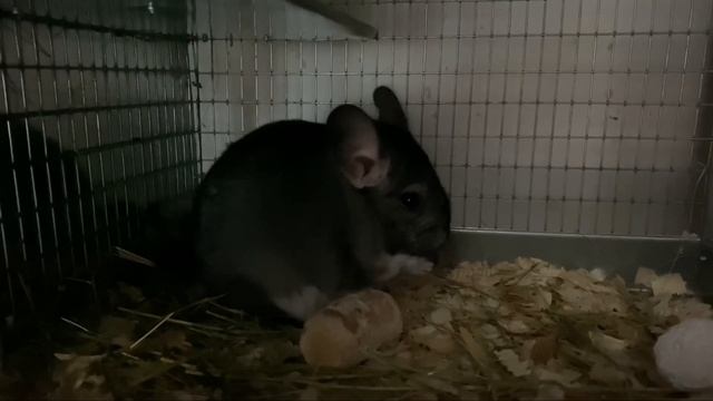 ОЦЕНИМ ПОТОМСТВО ОТ СЕЛЕКЦИОННОЙ СЕМЬИ | ШИНШИЛЛОВАЯ ФЕРМА | ФЕРМА ШИНШИЛЛ смотреть онлайн