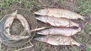 ВЕРТУШКА РУЛИТ!!! ОСЕНЬ,ПРЕКРАСНОЕ ВРЕМЯ ДЛЯ ЩУКИ.ПОЛЯРИЗАЦИОННЫЕ ОЧКИ ДЕЛАЮТ ВЕЩИ..