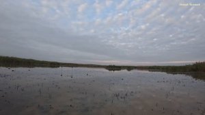 Охота на утку🦆🦆🦆 в Октябре. Краснодарский край