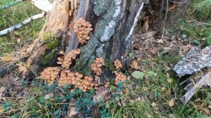 Опять.  Опята... с опытным Грибником.