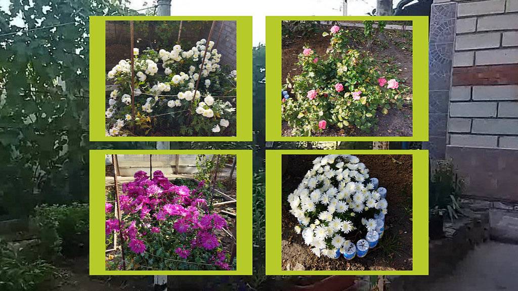 ОСЕННИЙ САД, ОСЕННИЕ ЦВЕТЫ 2024 смотреть онлайн