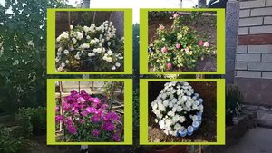 ОСЕННИЙ САД, ОСЕННИЕ ЦВЕТЫ 2024