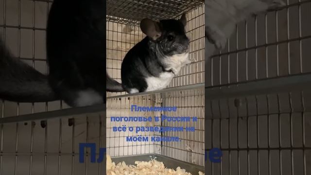 ФЕРМА ШИНШИЛЛ смотреть онлайн