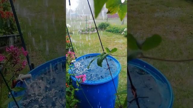 Дождливые зарисовки из Псковской области.