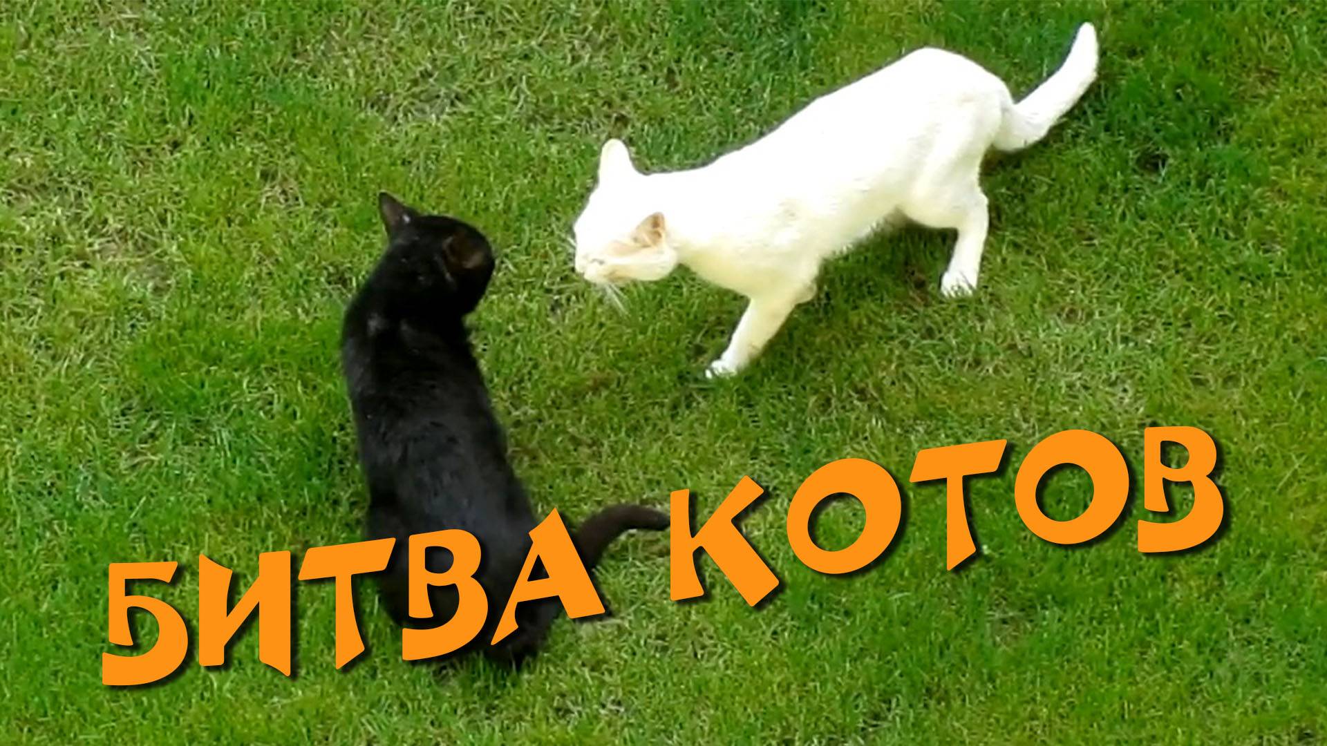 Битва Котов. Турция 2012 г.